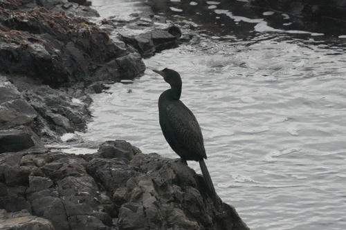 iNaturalist image