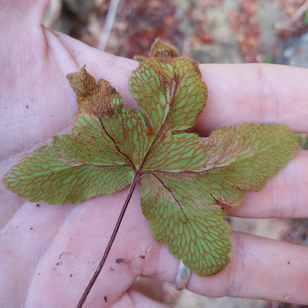 Hemionitis palmata; photograph (c) Kurt Miller, some rights reserved (CC BY-SA)