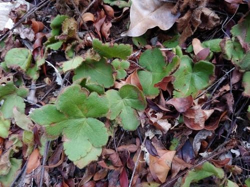 Hemionitis palmata, photograph 1