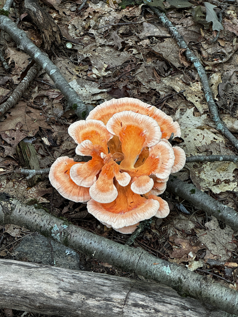 White-pored Chicken of the Woods · August 2026 · photo: Photo: no rights reserved · iNaturalist