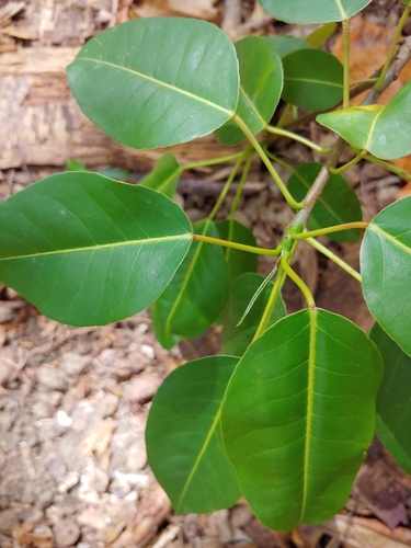 Hippomane mancinella, photograph 2