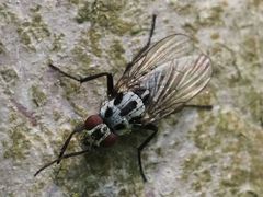 Anthomyia procellaris