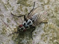 Anthomyia procellaris