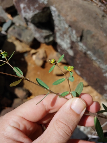 Euphorbia articulata, 2026-08-22