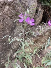 Clarkia bottae