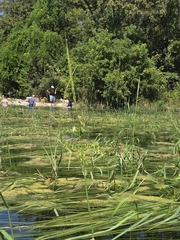 Zizania texana