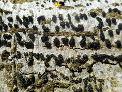 Eutypella cerviculata