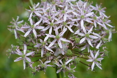 Allium nigrum