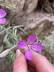 Clarkia bottae