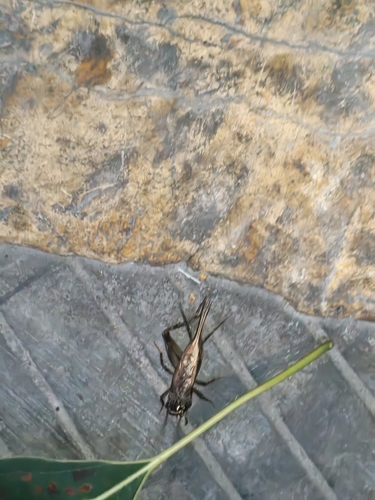 Loxoblemmus equestris