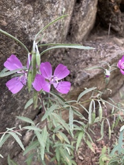 Clarkia bottae