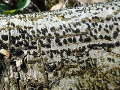 Eutypella cerviculata