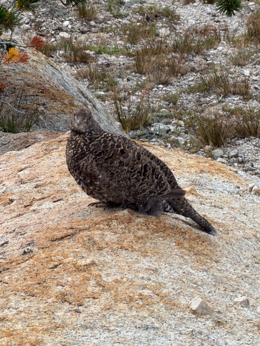 iNaturalist observation photo of Sooty Grouse