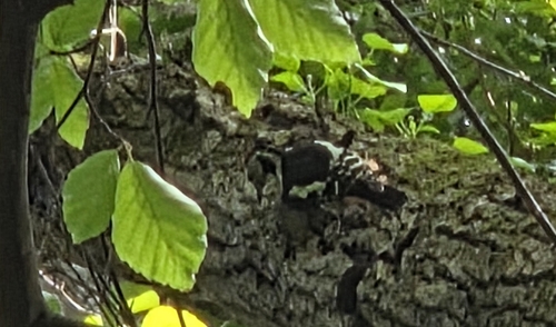 Syrian Woodpecker