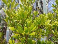 Jacquinia berteroi