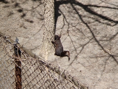 Sciurus carolinensis