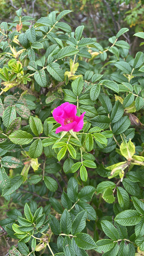 rugosa rose