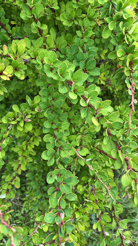 Japanese barberry