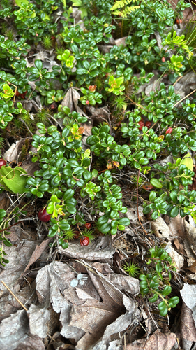 Lingonberry