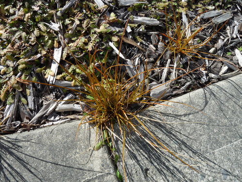 Carex testacea observed 2026-08-20