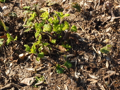 Scrophularia herminii