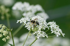 Xanthogramma citrofasciatum