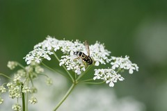 Xanthogramma citrofasciatum