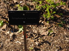 Scrophularia herminii