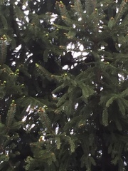 Pheucticus ludovicianus