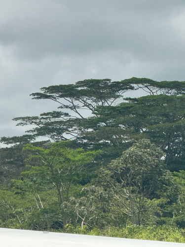 Albizia observed 2026-08-22