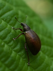 Polydrusus mollis