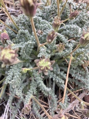 Chaenactis douglasii