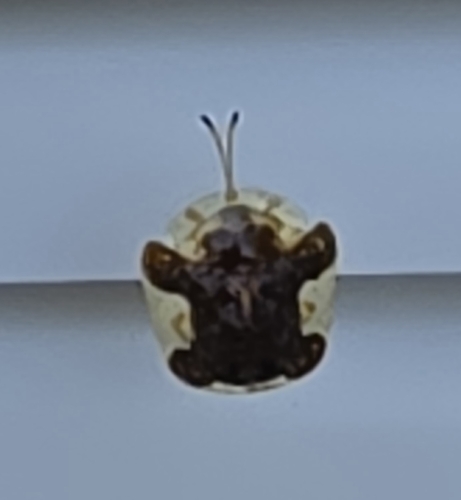 Clavate Tortoise Beetle