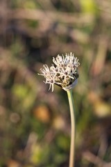 Allium cyrillii