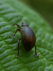 Polydrusus mollis