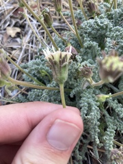 Chaenactis douglasii