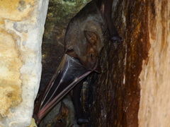 Taphozous nudiventris