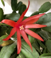 Rhipsalidopsis gaertneri