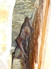 Taphozous nudiventris