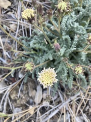 Chaenactis douglasii