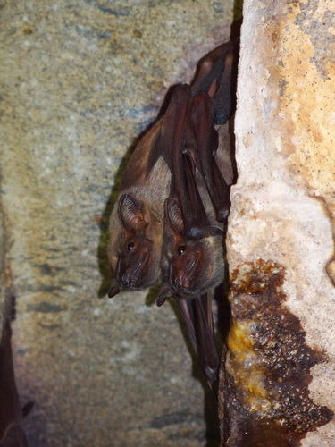 Naked-rumped Tomb Bat