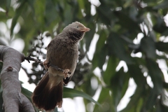 Argya affinis