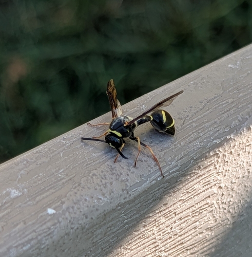 Stenogaster, 2026-08-22