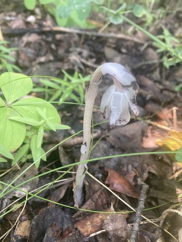 Ghost Pipe
