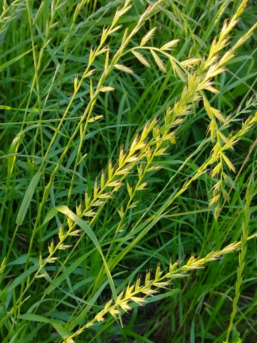 Lolium multiflorum, photograph 5