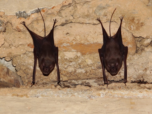 Lesser Mouse-tailed Bat