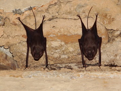 Lesser Mouse-Tailed Bat photo 4