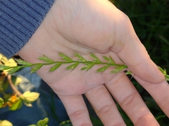 Lolium multiflorum, photograph (c) Rafaela Vargas, some rights reserved (CC BY)