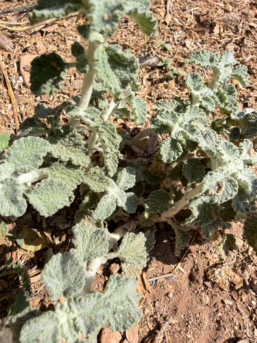 White Horehound