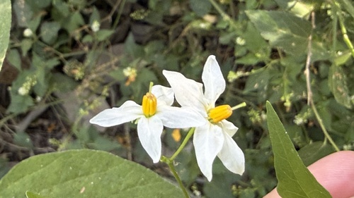 Texas nightshade